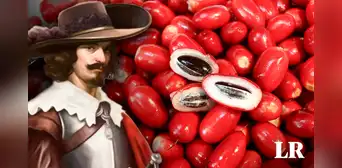 La 'fruta milagrosa' que convierte los sabores ácidos en dulces, descubierta por europeos en la época colonial La 'fruta milagrosa' que convierte los sabores ácidos en dulces, descubierta por europeos en la época colonial