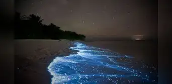 Descubre la magia de la bioluminiscencia en el Caribe de Sudamérica Descubre la magia de la bioluminiscencia en el Caribe de Sudamérica