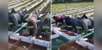 Innovadora plataforma permite a recolectores de fresas trabajar echados: "El trabajo soñado" Innovadora plataforma permite a recolectores de fresas trabajar echados: "El trabajo soñado"