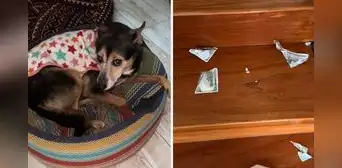 Perrito destruyó el dinero de su dueño tras quedarse solo en casa: “¡Mis ahorros!” Perrito destruyó el dinero de su dueño tras quedarse solo en casa: “¡Mis ahorros!”