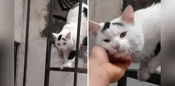 Joven tuvo emotivo reencuentro con su gatito y usuarios quedan impresionados: “¿Dijo 'papá'?” Joven tuvo emotivo reencuentro con su gatito y usuarios quedan impresionados: “¿Dijo 'papá'?”