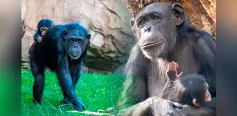 El inusual caso del chimpancé hembra que carga a su cría muerta hace 3 meses: expertos opinan de su conducta El inusual caso del chimpancé hembra que carga a su cría muerta hace 3 meses: expertos opinan de su conducta