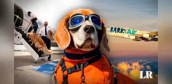 ¡Viaja con tu mascota! Conoce la primera aerolínea pet-friendly del mundo