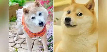 Luto en internet: fallece Kabosu, la icónica perra del meme de Doge, a los 18 años Luto en internet: fallece Kabosu, la icónica perra del meme de Doge, a los 18 años