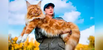 Descubre la raza de gato doméstico más grande del mundo originaria de América que puede pesar hasta 9 kg Descubre la raza de gato doméstico más grande del mundo originaria de América que puede pesar hasta 9 kg