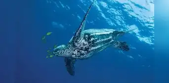 La tortuga más grande del mundo vive en América: pesa casi una tonelada y alcanza los 2 metros de longitud