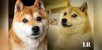 Así es la raza de Kabosu, la perrita de Japón que inspiró al meme Doge y falleció a los 18 años