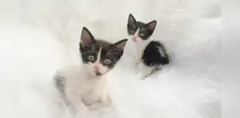 Cercado de Lima: piden adopción para 4 gatitos que serán arrojados a la calle por falta de recursos