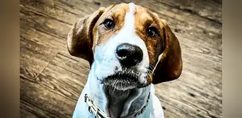 Mujer estadounidense pide eutanasia para su perro enfermo, pero un año después lo encuentra en adopción Mujer estadounidense pide eutanasia para su perro enfermo, pero un año después lo encuentra en adopción