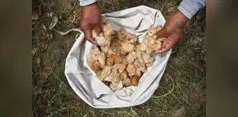 Transgénicos en Perú: entre la biodiversidad y ampliar la frontera agrícola Transgénicos en Perú: entre la biodiversidad y ampliar la frontera agrícola