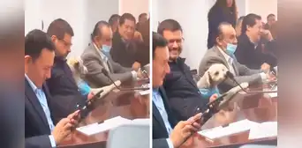 Perrito se vuelve viral en TikTok al participar en reunión municipal y usuarios bromean: “Firu a la alcaldía” Perrito se vuelve viral en TikTok al participar en reunión municipal y usuarios bromean: “Firu a la alcaldía”