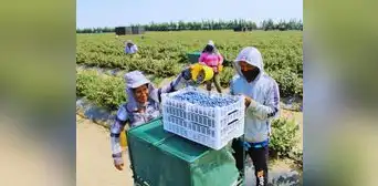 Agroindustria registra récord histórico de 1.499 empresas exportadoras al primer trimestre Agroindustria registra récord histórico de 1.499 empresas exportadoras al primer trimestre