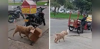 Tierno perrito se vuelve viral por ayudar a su dueño a juntar cajas de cartón: “Firulais reciclador” Tierno perrito se vuelve viral por ayudar a su dueño a juntar cajas de cartón: “Firulais reciclador”
