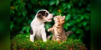 ¿Cómo elegir la MEJOR COMIDA de tu mascota?: consejos indispensables para nutrir bien a tus 'engreídos' ¿Cómo elegir la MEJOR COMIDA de tu mascota?: consejos indispensables para nutrir bien a tus 'engreídos'