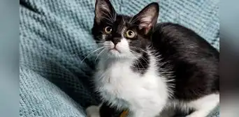 Científicos de Finlandia detectan mutación única en gatos que pueden cambiar el color de su pelaje Científicos de Finlandia detectan mutación única en gatos que pueden cambiar el color de su pelaje