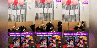 Perritos imitan pelea de hermanitas por pastel y desatan caos en fiesta canina Perritos imitan pelea de hermanitas por pastel y desatan caos en fiesta canina
