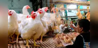 ¡Bajó el precio del pollo en Lima! Conoce dónde comprar el kilo a menos de S/6 en mercados mayoristas ¡Bajó el precio del pollo en Lima! Conoce dónde comprar el kilo a menos de S/6 en mercados mayoristas