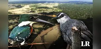 Investigadores identifican en Perú a las aves con la mayor contaminación de mercurio de Sudamérica