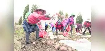 Las manos que cultivan la papa siempre pierden