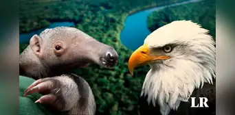 El único animal de la Tierra que tiene las 5 vocales en su nombre: habita mayormente en 3 países de Sudamérica