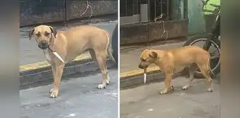 Peruana capta perrito en el Callao con un cuchillo en la boca y dicen “Firulais que se respeta” Peruana capta perrito en el Callao con un cuchillo en la boca y dicen “Firulais que se respeta”