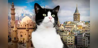 Las 5 ciudades que están en 2 continentes: en una los gatos callejeros son tratados como ciudadanos