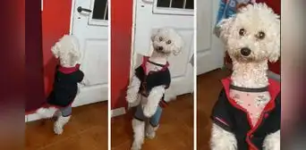 Argentino revela que su perrito prefiere caminar de dos patas y en redes dicen: “Es un nahual” Argentino revela que su perrito prefiere caminar de dos patas y en redes dicen: “Es un nahual”
