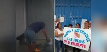 SJL: alumnos serán reubicados tras infestación de pulgas en colegio