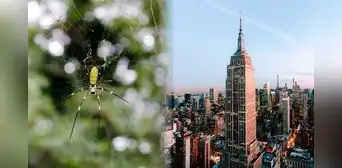 Las gigantescas arañas que podrían verse en Nueva York este verano: ¿Son peligrosas? Las gigantescas arañas que podrían verse en Nueva York este verano: ¿Son peligrosas?