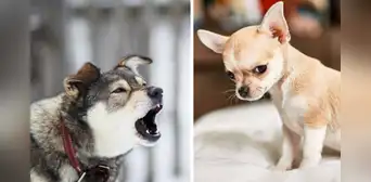 ¿Los perros pueden detectar las malas intenciones de las personas?: estudio lo revela ¿Los perros pueden detectar las malas intenciones de las personas?: estudio lo revela