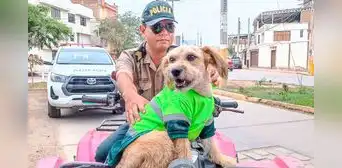 Conoce a 'Barbas', el perro policía que patrulla las calles de Chiclayo desde hace 3 años Conoce a 'Barbas', el perro policía que patrulla las calles de Chiclayo desde hace 3 años