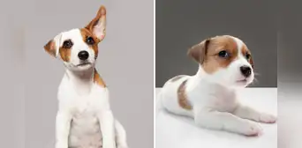 ¿Sabías que los perros pueden comprender hasta 200 palabras?: conoce cuáles son las más comunes ¿Sabías que los perros pueden comprender hasta 200 palabras?: conoce cuáles son las más comunes
