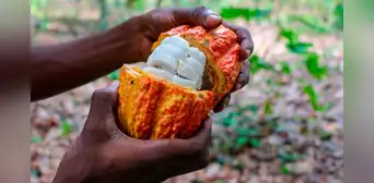 Científicos descubren nueva receta para elaborar un chocolate más saludable que aprovecha residuos del cacao Científicos descubren nueva receta para elaborar un chocolate más saludable que aprovecha residuos del cacao