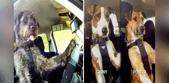 Refugio de animales sorprende al enseñar a perros a conducir autos y en redes bromean: “Tomaré un ‘perruber'” Refugio de animales sorprende al enseñar a perros a conducir autos y en redes bromean: “Tomaré un ‘perruber'”