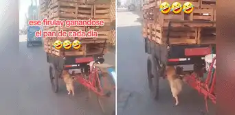 Perrito ayuda a su dueño a empujar triciclo de reciclaje y usuarios reaccionan: “Todo por las croquetas” Perrito ayuda a su dueño a empujar triciclo de reciclaje y usuarios reaccionan: “Todo por las croquetas”