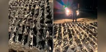 Policía incauta más de 3.000 aletas de tiburón camufladas en equipaje y valorizadas en $ 200 mil Policía incauta más de 3.000 aletas de tiburón camufladas en equipaje y valorizadas en $ 200 mil