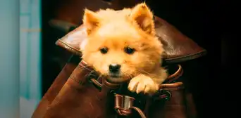 ¿DÓNDE VER ‘Hachiko 2: siempre a tu lado’ (2024) ONLINE’? ¿DÓNDE VER ‘Hachiko 2: siempre a tu lado’ (2024) ONLINE’?