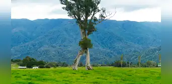 Conoce al extraño 'árbol andante' de 32 metros que sobrevivió a la tala de su bosque en Nueva Zelanda Conoce al extraño 'árbol andante' de 32 metros que sobrevivió a la tala de su bosque en Nueva Zelanda