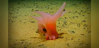 Especies que parecen de una película de ficción son descubiertas en las profundidades más oscuras del mar