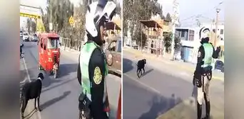 Policía conmueve al detener el tránsito para que perrito callejero cruce la Panamericana Norte: “Vale oro” Policía conmueve al detener el tránsito para que perrito callejero cruce la Panamericana Norte: “Vale oro”
