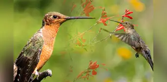 El colibrí más grande de la Tierra está en Sudamérica: mide como una mano y su pico es más largo que su cabeza El colibrí más grande de la Tierra está en Sudamérica: mide como una mano y su pico es más largo que su cabeza