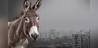 Lima vuelve a amanecer gris: ¿de dónde proviene la expresión 'cielo color panza de burro'? Senamhi explica Lima vuelve a amanecer gris: ¿de dónde proviene la expresión 'cielo color panza de burro'? Senamhi explica