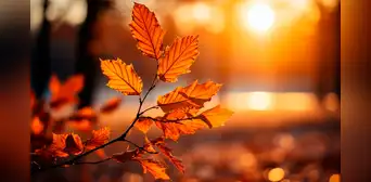 Temporada de otoño 2024: ¿Cuándo es el primer día del otoño de 2024 en Estados Unidos? Temporada de otoño 2024: ¿Cuándo es el primer día del otoño de 2024 en Estados Unidos?