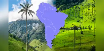La palmera más alta de todo el mundo está en Sudamérica: tiene un título de Guinness World Records La palmera más alta de todo el mundo está en Sudamérica: tiene un título de Guinness World Records