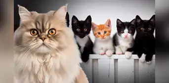 Las 4 razas de gatos que no se recomienda tener en la casa, según experto: uno de ellos es el persa Las 4 razas de gatos que no se recomienda tener en la casa, según experto: uno de ellos es el persa