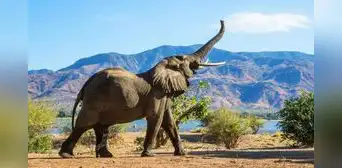 Científicos descubren que los elefantes africanos se ponen nombres para llamarse: "No se basan en imitar"