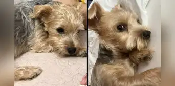 La Victoria: perrita escapó luego de que ladrones robaran su casa y ahora su familia la busca La Victoria: perrita escapó luego de que ladrones robaran su casa y ahora su familia la busca