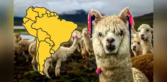 Este país de Sudamérica posee el 85% de la población mundial de alpacas: supera a Boliva y Ecuador juntos