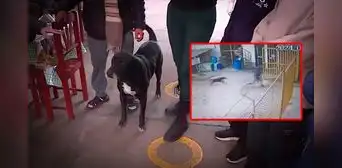 Perrito evitó una tragedia en SJL: frustró ataque de delincuente que extorsionaba a comerciante Perrito evitó una tragedia en SJL: frustró ataque de delincuente que extorsionaba a comerciante