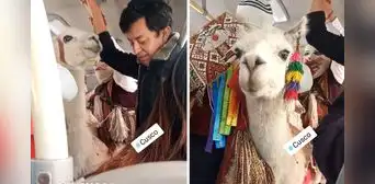Captan llamita viajando en bus de Perú y usuarios bromean: “Le tocaba asiento preferencial”